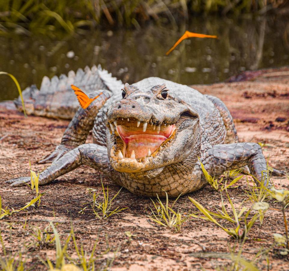 Pousada São João - Estrada Parque Pantanal Vila Passo do Lontra Exterior foto