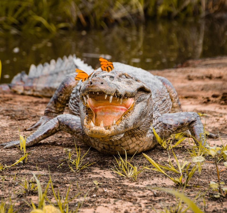 Pousada São João - Estrada Parque Pantanal Vila Passo do Lontra Exterior foto