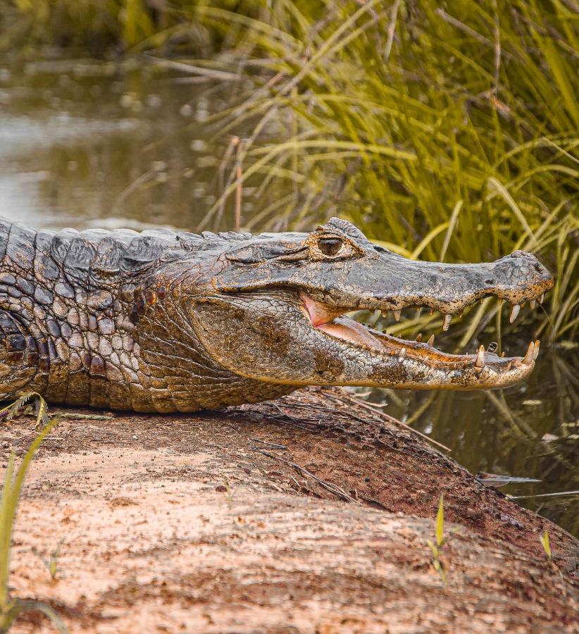 Pousada São João - Estrada Parque Pantanal Vila Passo do Lontra Exterior foto