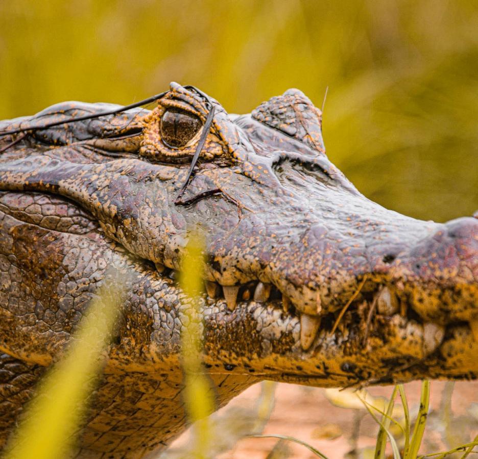 Pousada São João - Estrada Parque Pantanal Vila Passo do Lontra Exterior foto