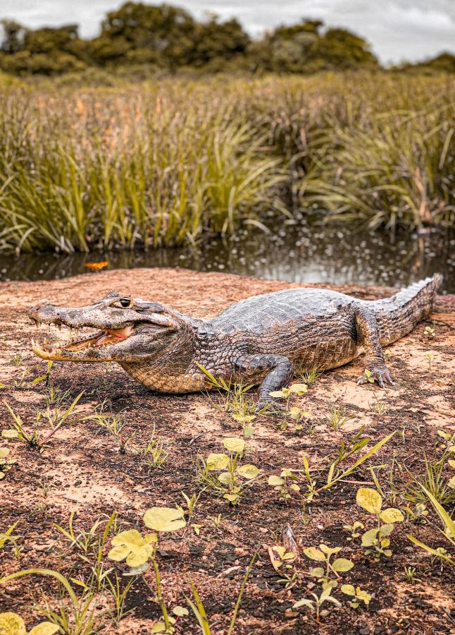 Pousada São João - Estrada Parque Pantanal Vila Passo do Lontra Exterior foto