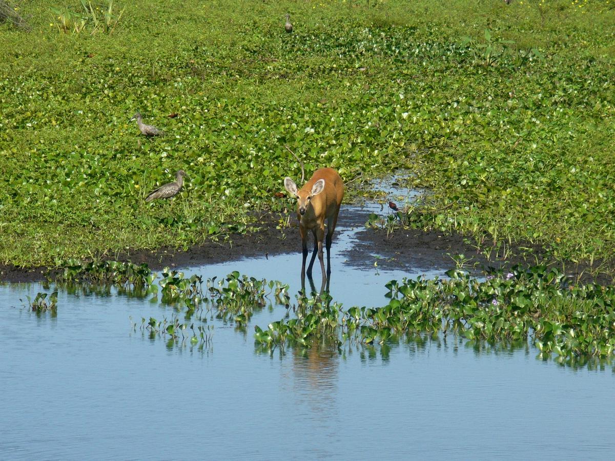 Pousada São João - Estrada Parque Pantanal Vila Passo do Lontra Exterior foto